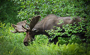 Bull moose along the ATV trail